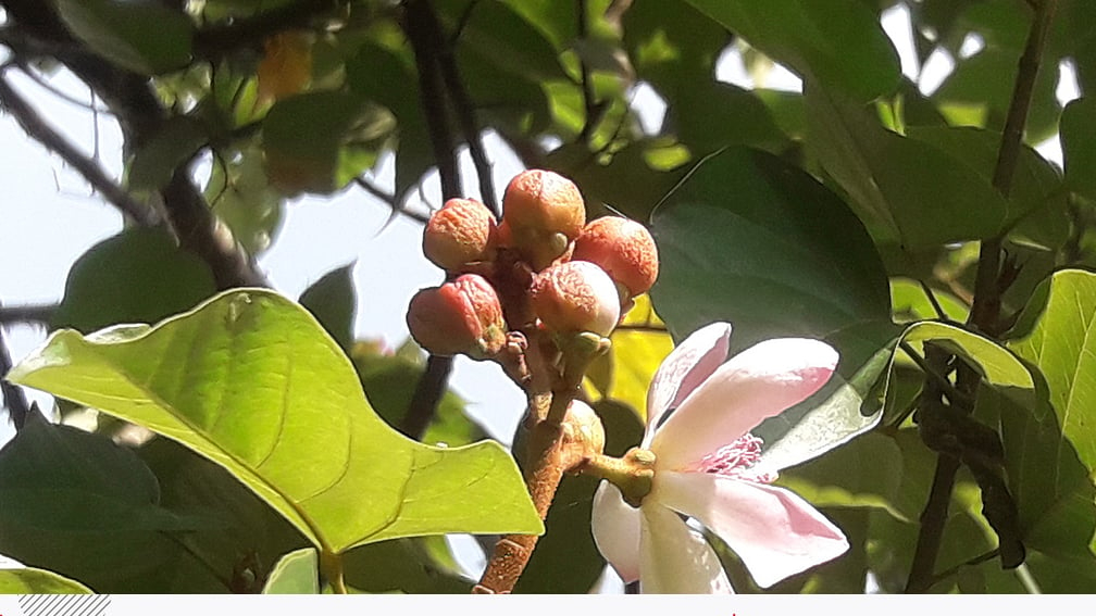 দইগোটা গাছের গোলাপি-সাদা ফুল ও লালচে ফলে প্রকৃতির সৌন্দর্যে নতুন মাত্রা