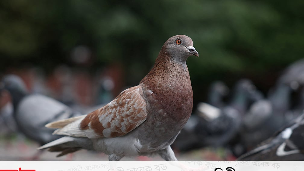 পাখি তো আকাশেই সুন্দর
